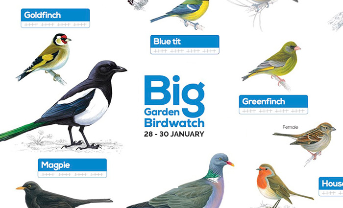 Big Garden Bird Watch